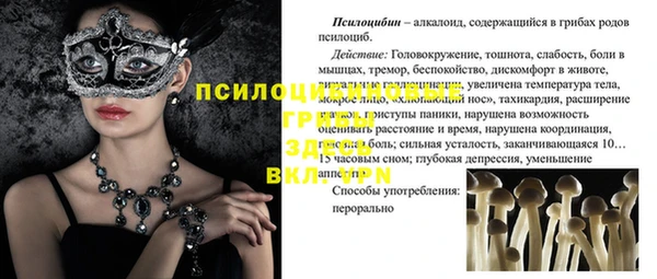 прущие грибы Коряжма